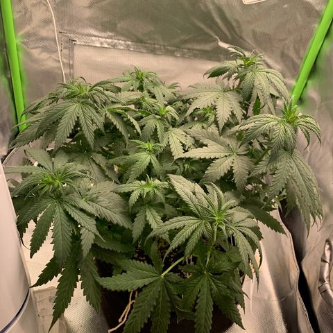 NITRO HAZE/BSF growlog timeline photo
