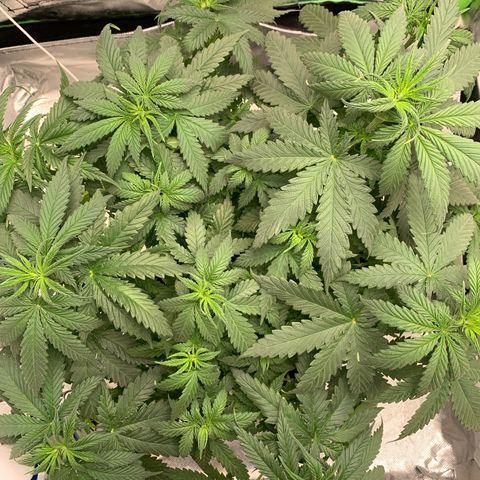 NITRO HAZE/BSF growlog timeline photo