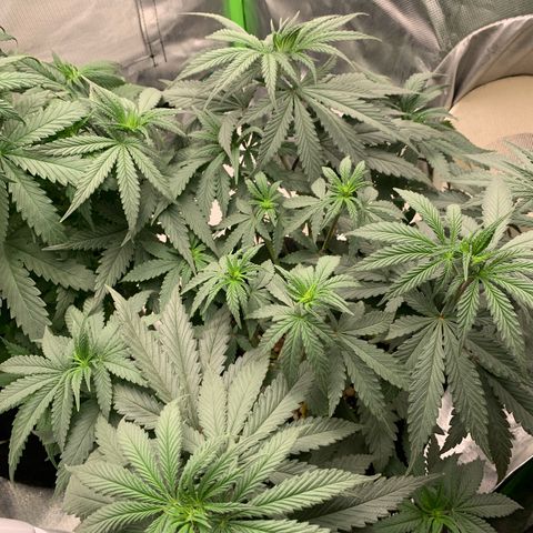 ORIGINAL GELATO/DONA FLORINDA growlog timeline photo