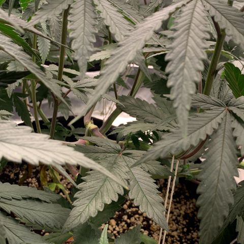 ORIGINAL GELATO/DONA FLORINDA growlog timeline photo