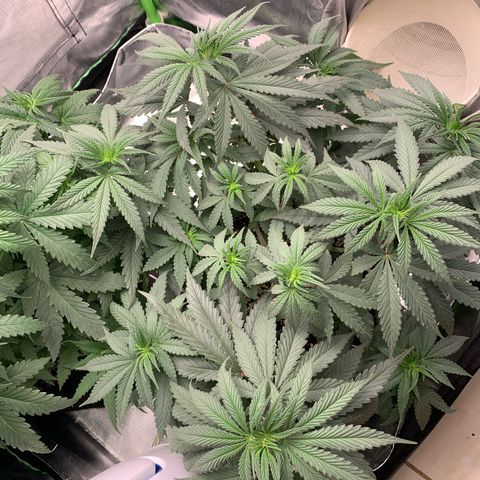 ORIGINAL GELATO/DONA FLORINDA growlog timeline photo