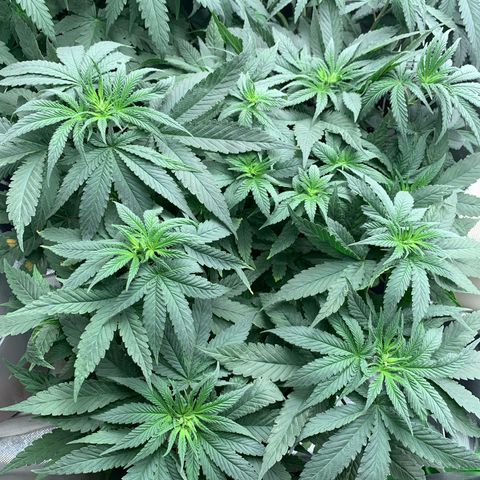 TROPICANA CHERRY/DONA FLORINDA growlog timeline photo