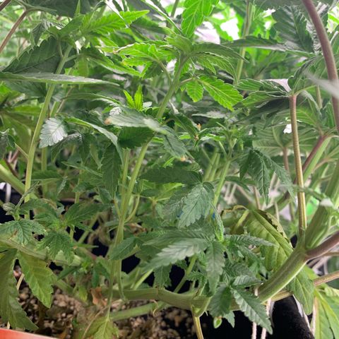 TROPICANA CHERRY/DONA FLORINDA growlog timeline photo