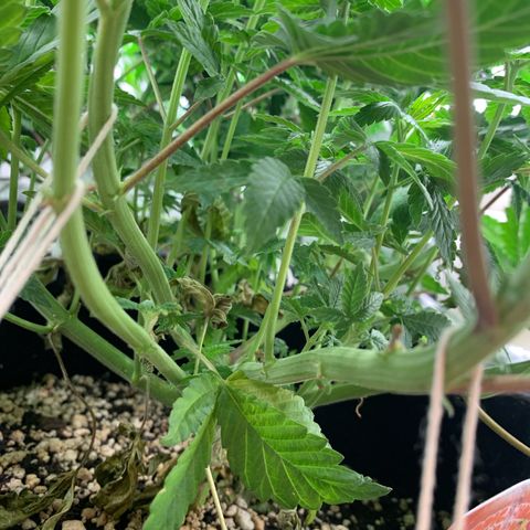 TROPICANA CHERRY/DONA FLORINDA growlog timeline photo