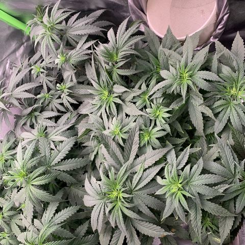 TROPICANA CHERRY/DONA FLORINDA growlog timeline photo