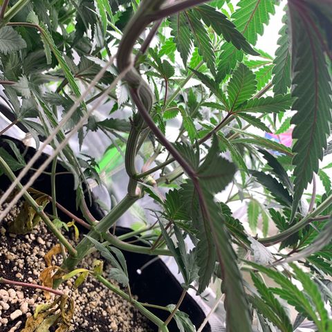 ORIGINAL GELATO/DONA FLORINDA growlog timeline photo