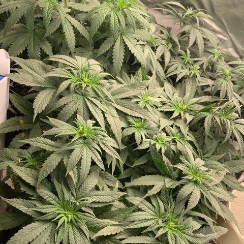 ORIGINAL GELATO/DONA FLORINDA growlog timeline photo