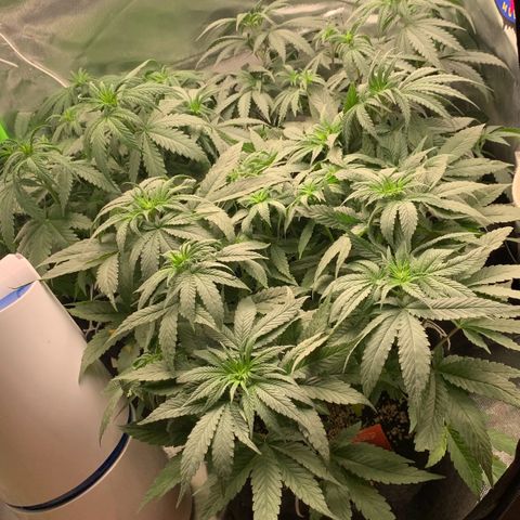 ORIGINAL GELATO/DONA FLORINDA growlog timeline photo