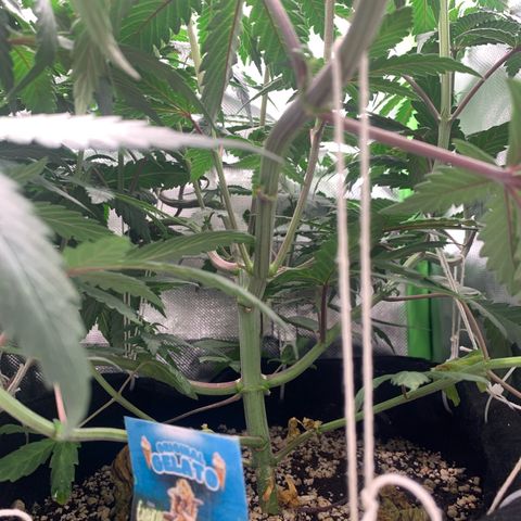 ORIGINAL GELATO/DONA FLORINDA growlog timeline photo
