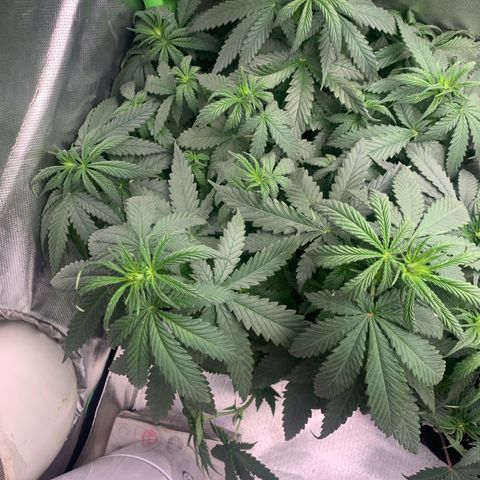 NITRO HAZE/BSF growlog timeline photo