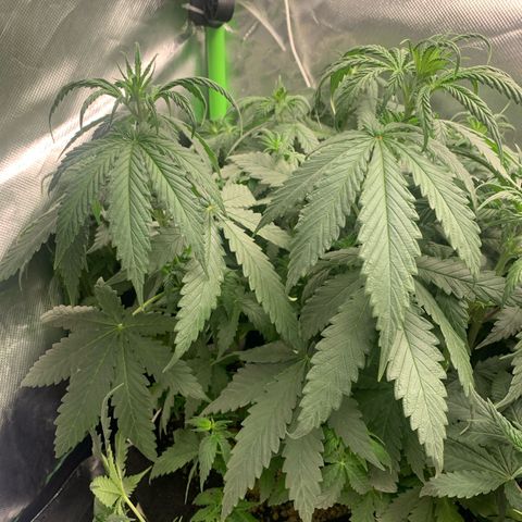 NITRO HAZE/BSF growlog timeline photo