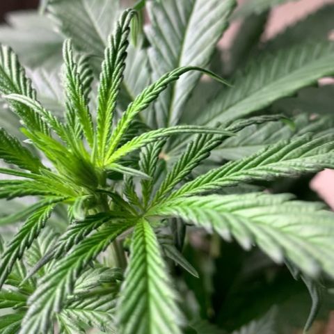 NITRO HAZE/BSF growlog timeline photo