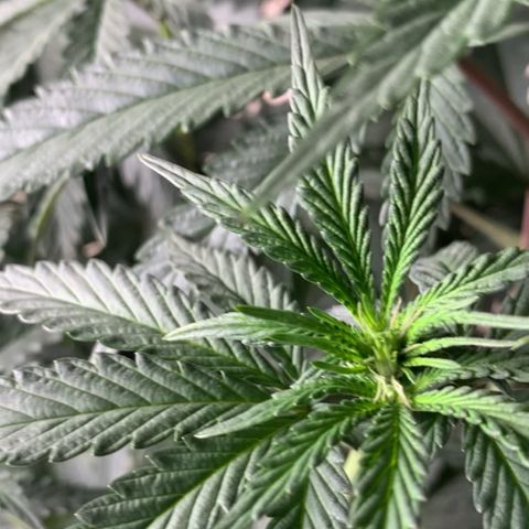 ORIGINAL GELATO/DONA FLORINDA growlog timeline photo
