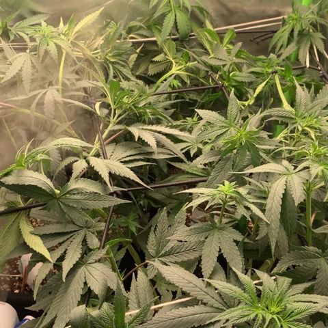 ORIGINAL GELATO/DONA FLORINDA growlog timeline photo