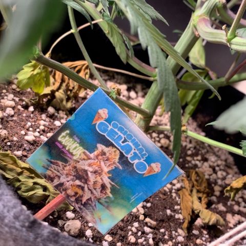ORIGINAL GELATO/DONA FLORINDA growlog timeline photo