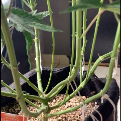 TROPICANA CHERRY/DONA FLORINDA growlog timeline photo