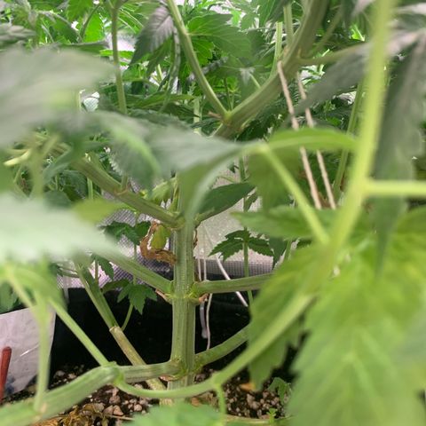 NITRO HAZE/BSF growlog timeline photo