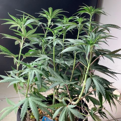 ORIGINAL GELATO/DONA FLORINDA growlog timeline photo