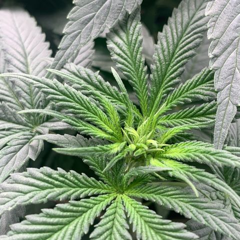 TROPICANA CHERRY/DONA FLORINDA growlog timeline photo