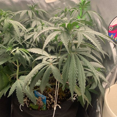 ORIGINAL GELATO/DONA FLORINDA growlog timeline photo