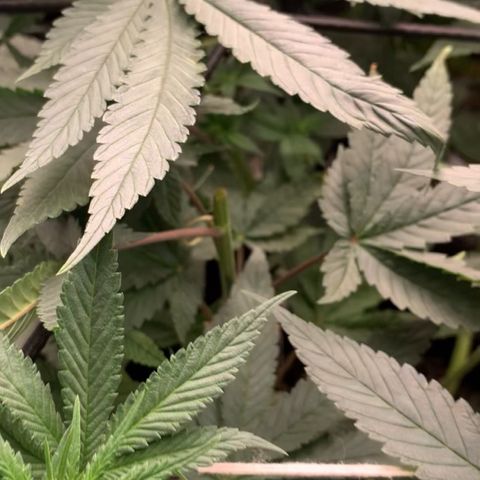 TROPICANA CHERRY/DONA FLORINDA growlog photo: Top bud perdido