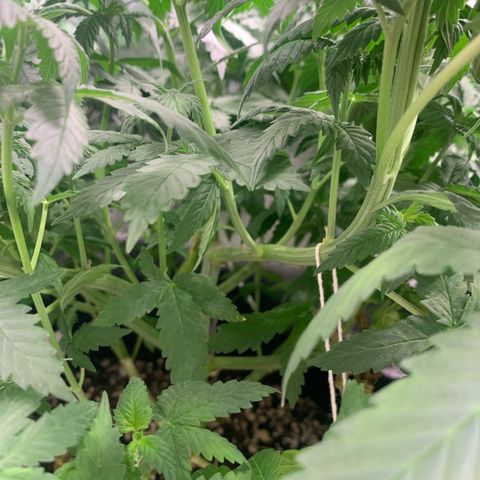 NITRO HAZE/BSF growlog timeline photo