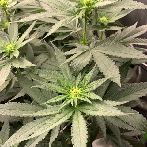 TROPICANA CHERRY/DONA FLORINDA growlog timeline photo