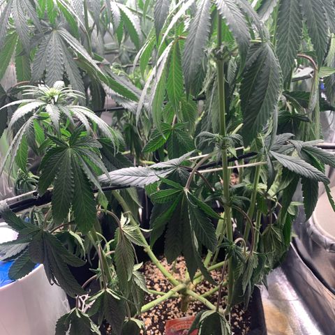 TROPICANA CHERRY/DONA FLORINDA growlog timeline photo