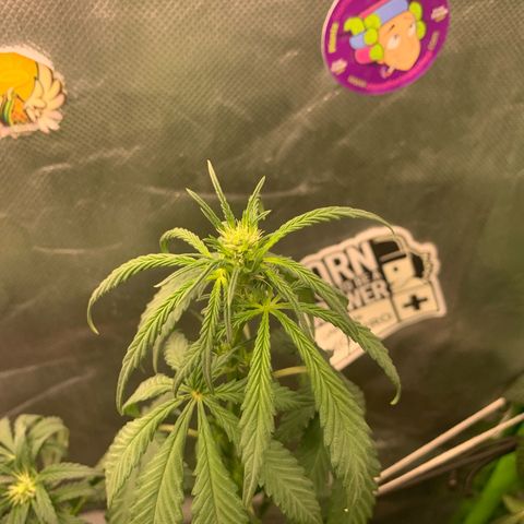 NITRO HAZE/BSF growlog timeline photo