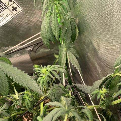 NITRO HAZE/BSF growlog timeline photo