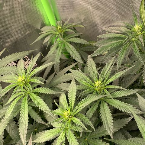 NITRO HAZE/BSF growlog timeline photo