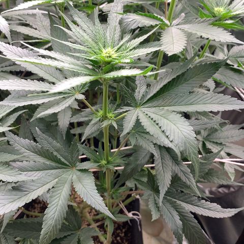 TROPICANA CHERRY/DONA FLORINDA growlog timeline photo