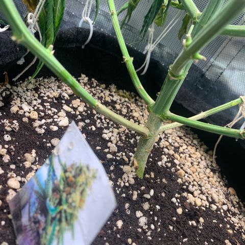 NITRO HAZE/BSF growlog timeline photo