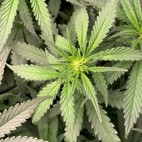 NITRO HAZE/BSF growlog timeline photo
