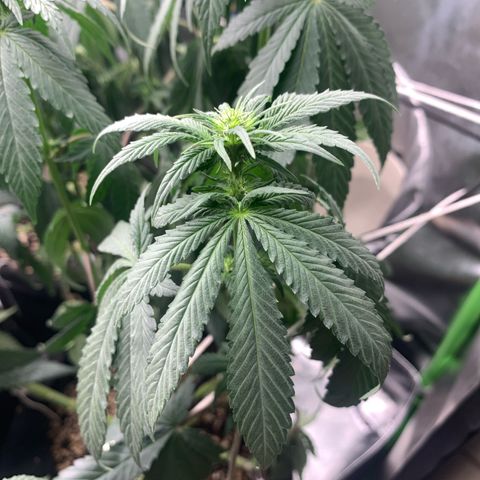 TROPICANA CHERRY/DONA FLORINDA growlog timeline photo