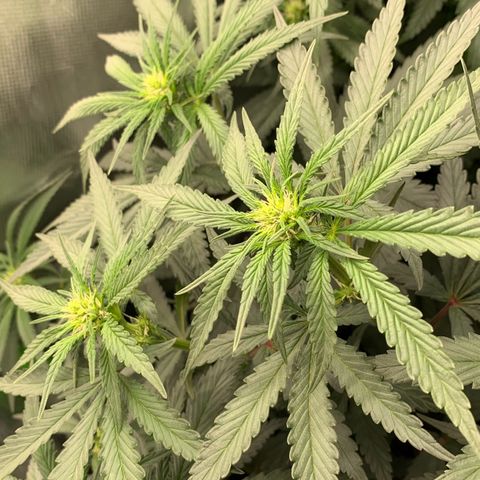 ORIGINAL GELATO/DONA FLORINDA growlog timeline photo