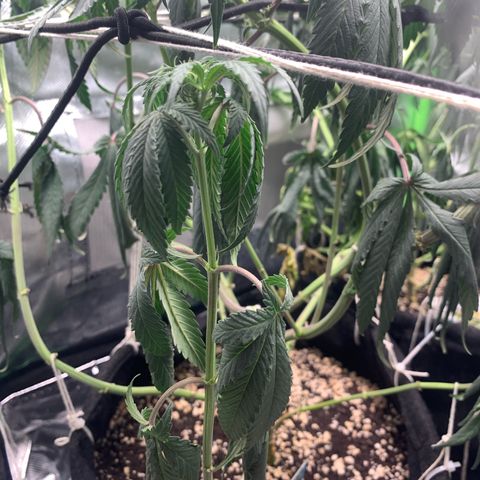 ORIGINAL GELATO/DONA FLORINDA growlog timeline photo
