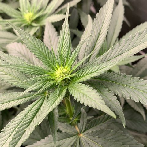 TROPICANA CHERRY/DONA FLORINDA growlog timeline photo