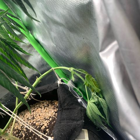 NITRO HAZE/BSF growlog timeline photo