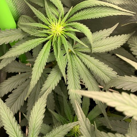ORIGINAL GELATO/DONA FLORINDA growlog timeline photo