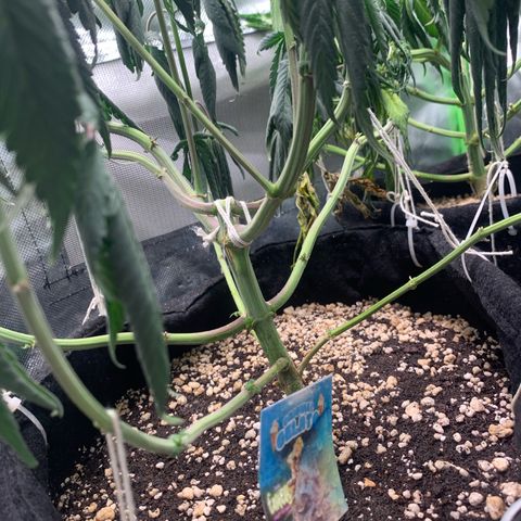 ORIGINAL GELATO/DONA FLORINDA growlog timeline photo