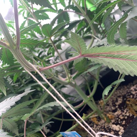 ORIGINAL GELATO/DONA FLORINDA growlog timeline photo