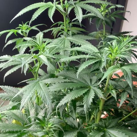 NITRO HAZE/BSF growlog timeline photo