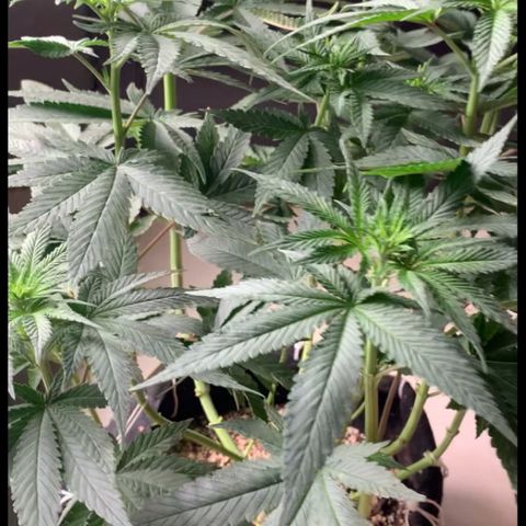 TROPICANA CHERRY/DONA FLORINDA growlog timeline photo