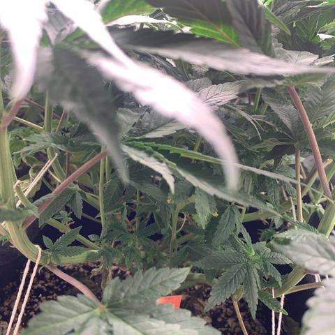 TROPICANA CHERRY/DONA FLORINDA growlog timeline photo