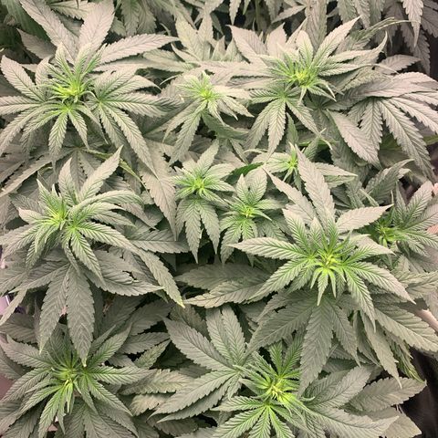 TROPICANA CHERRY/DONA FLORINDA growlog timeline photo