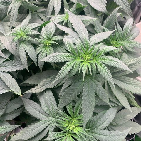 TROPICANA CHERRY/DONA FLORINDA growlog timeline photo