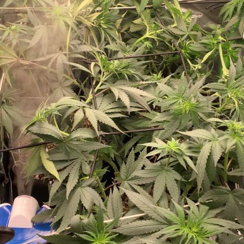 ORIGINAL GELATO/DONA FLORINDA growlog timeline photo