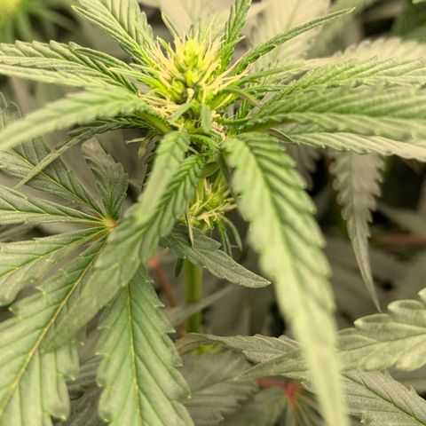 ORIGINAL GELATO/DONA FLORINDA growlog timeline photo