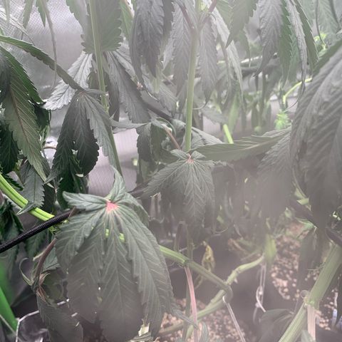 ORIGINAL GELATO/DONA FLORINDA growlog timeline photo